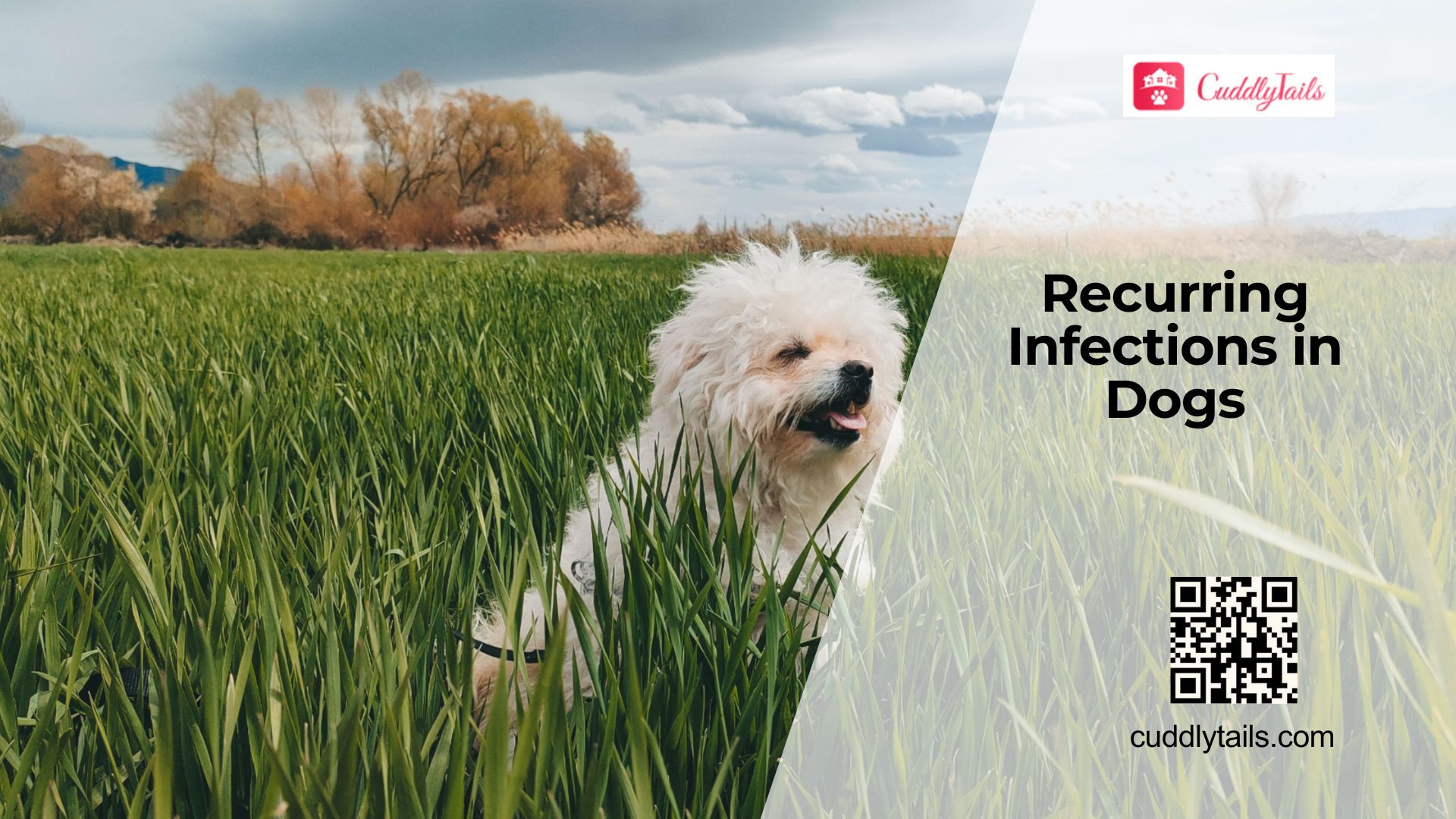 Why Dogs Get Frequent Infections