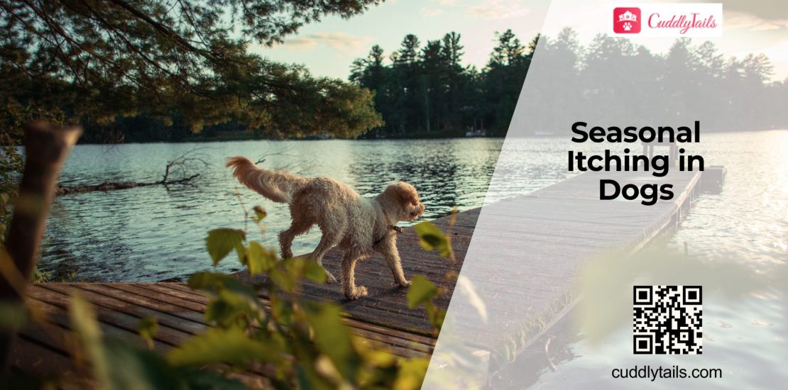 Managing Seasonal Allergies in Dog