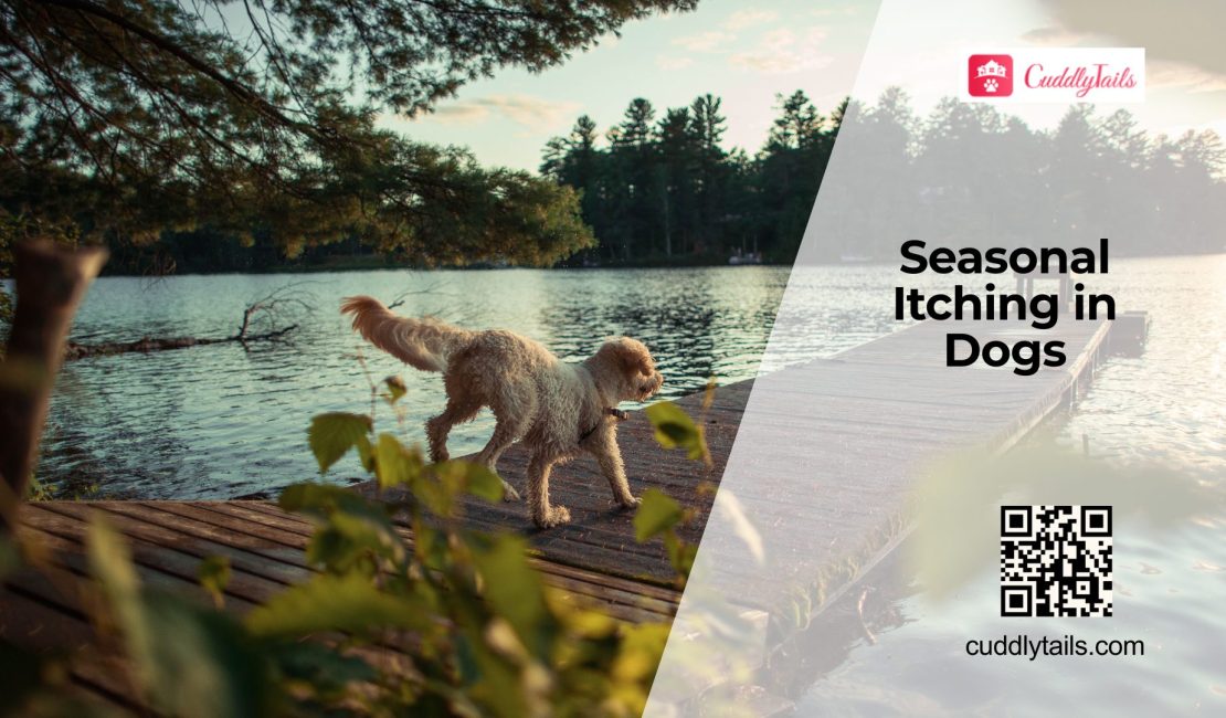 Managing Seasonal Allergies in Dog