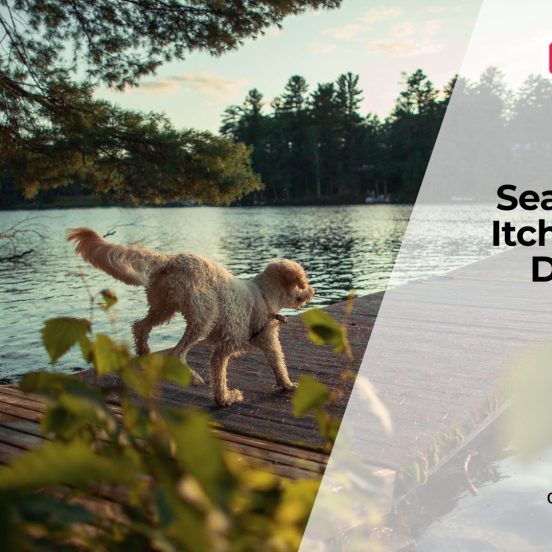 Managing Seasonal Allergies in Dog