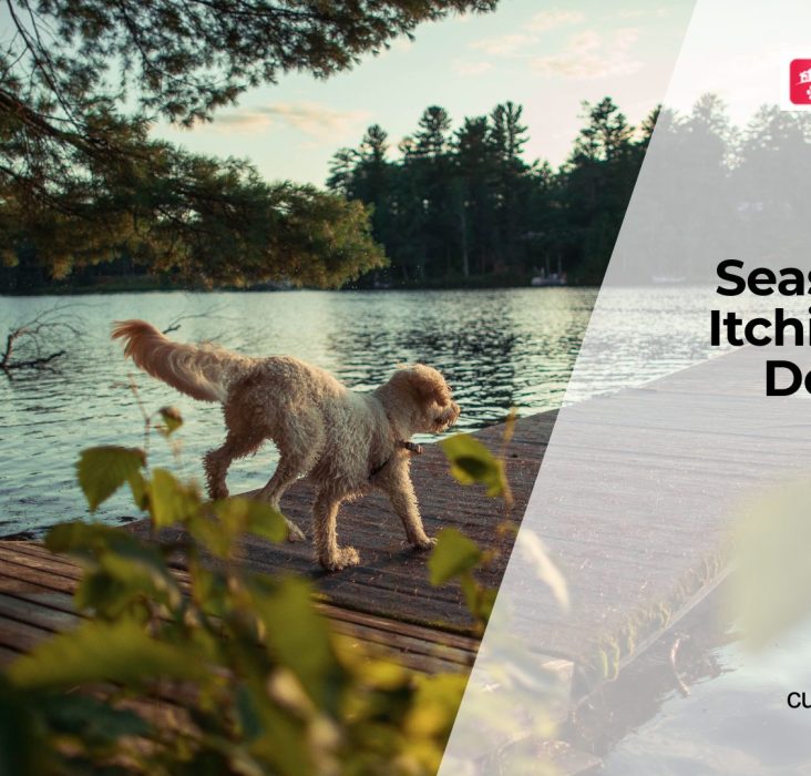 Managing Seasonal Allergies in Dog