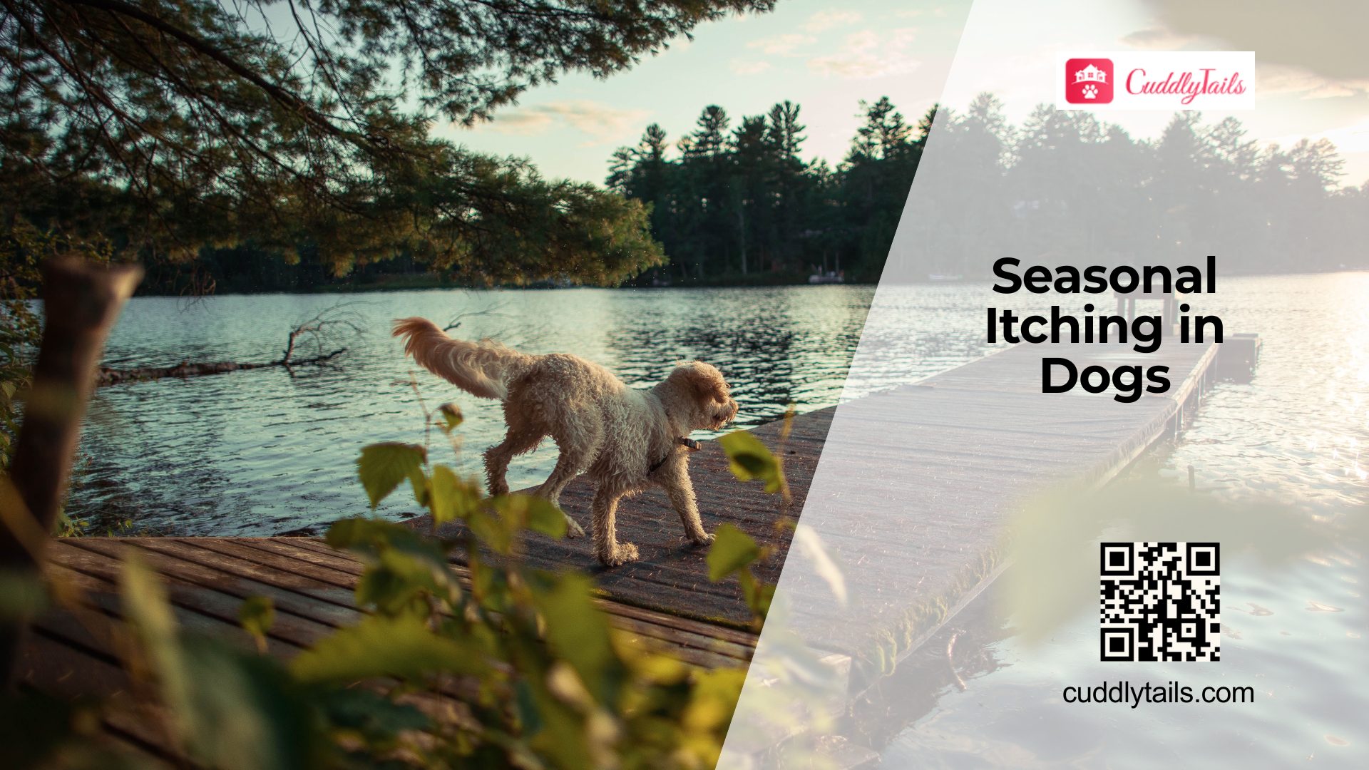 Managing Seasonal Allergies in Dog