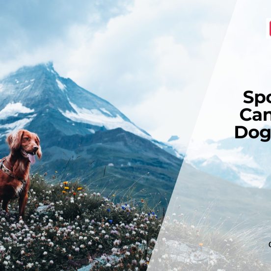 Early Signs of Dog Cancer