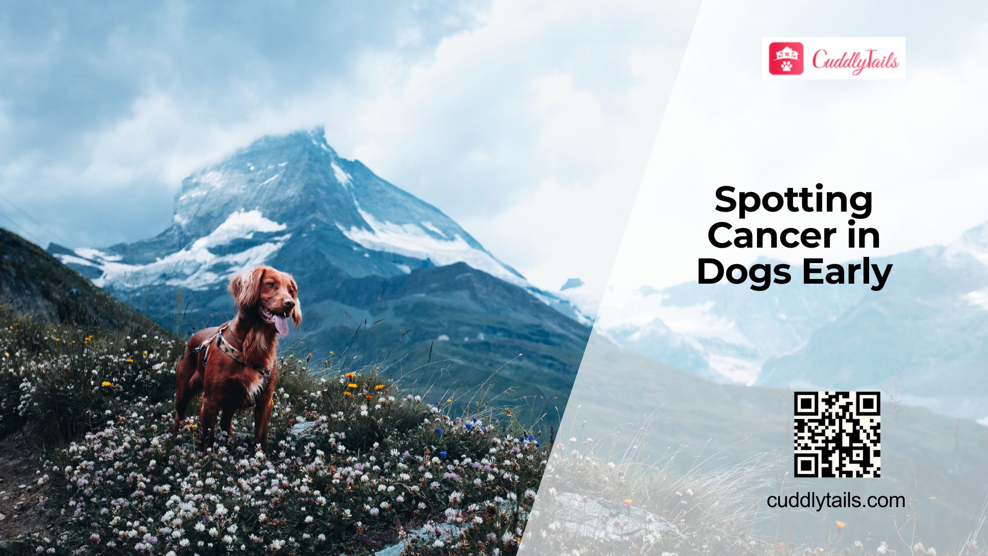 Early Signs of Dog Cancer
