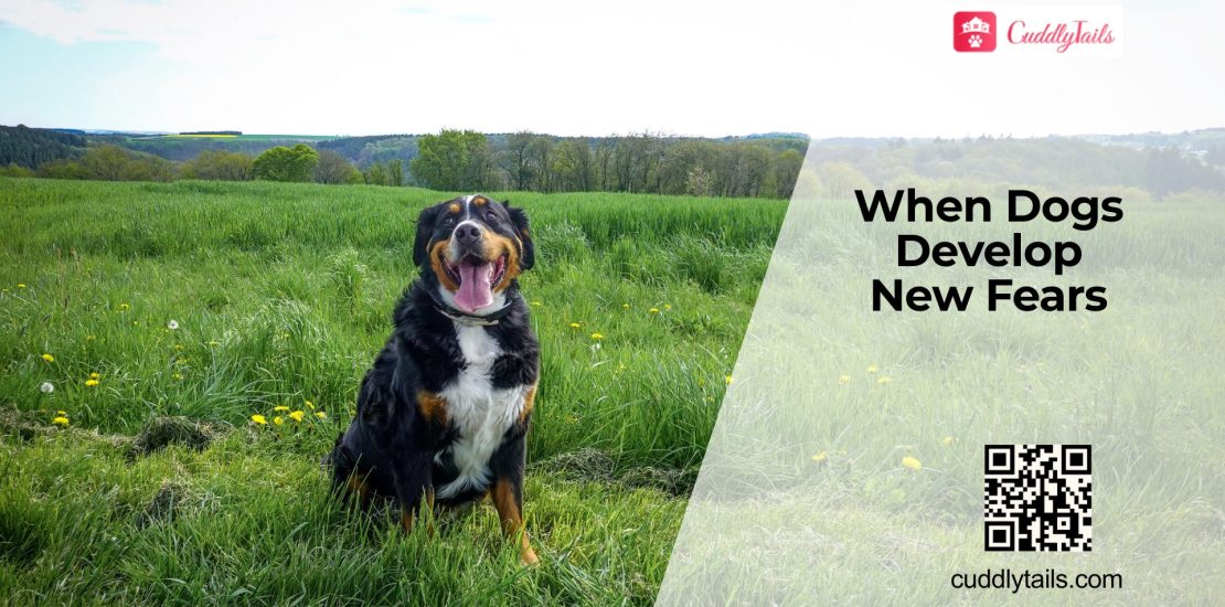 Why Do Dogs Suddenly Become Fearful?
