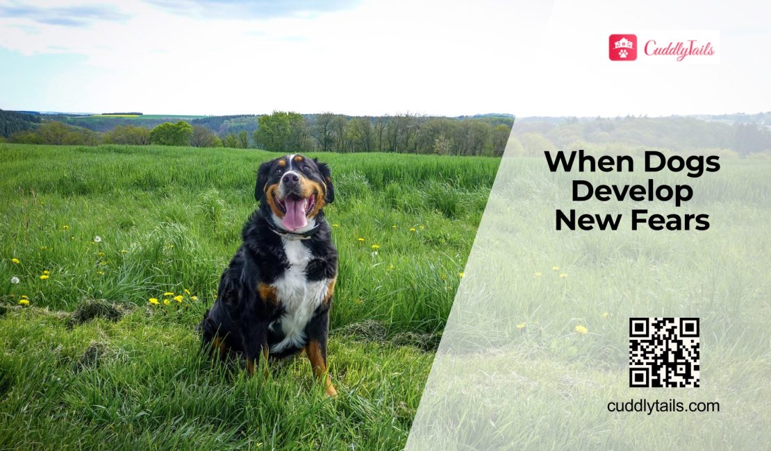 Why Do Dogs Suddenly Become Fearful?
