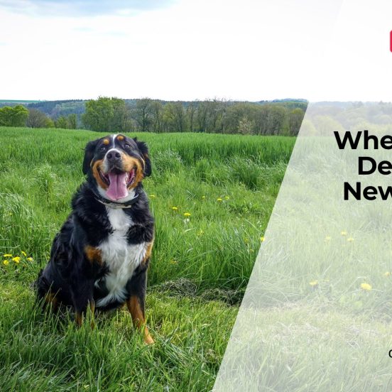 Why Do Dogs Suddenly Become Fearful?