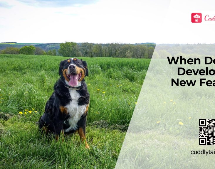 Why Do Dogs Suddenly Become Fearful?