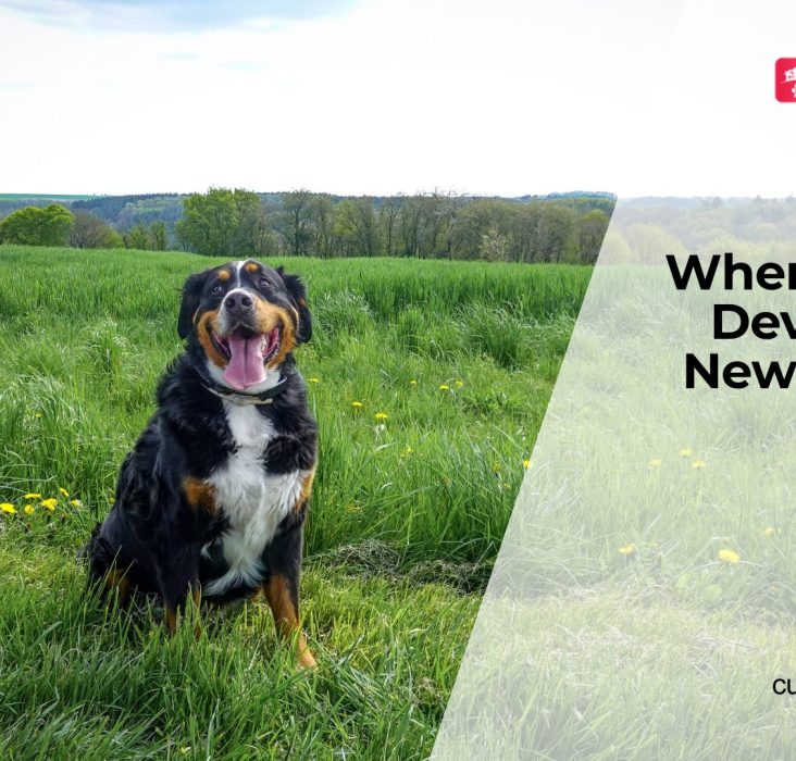 Why Do Dogs Suddenly Become Fearful?