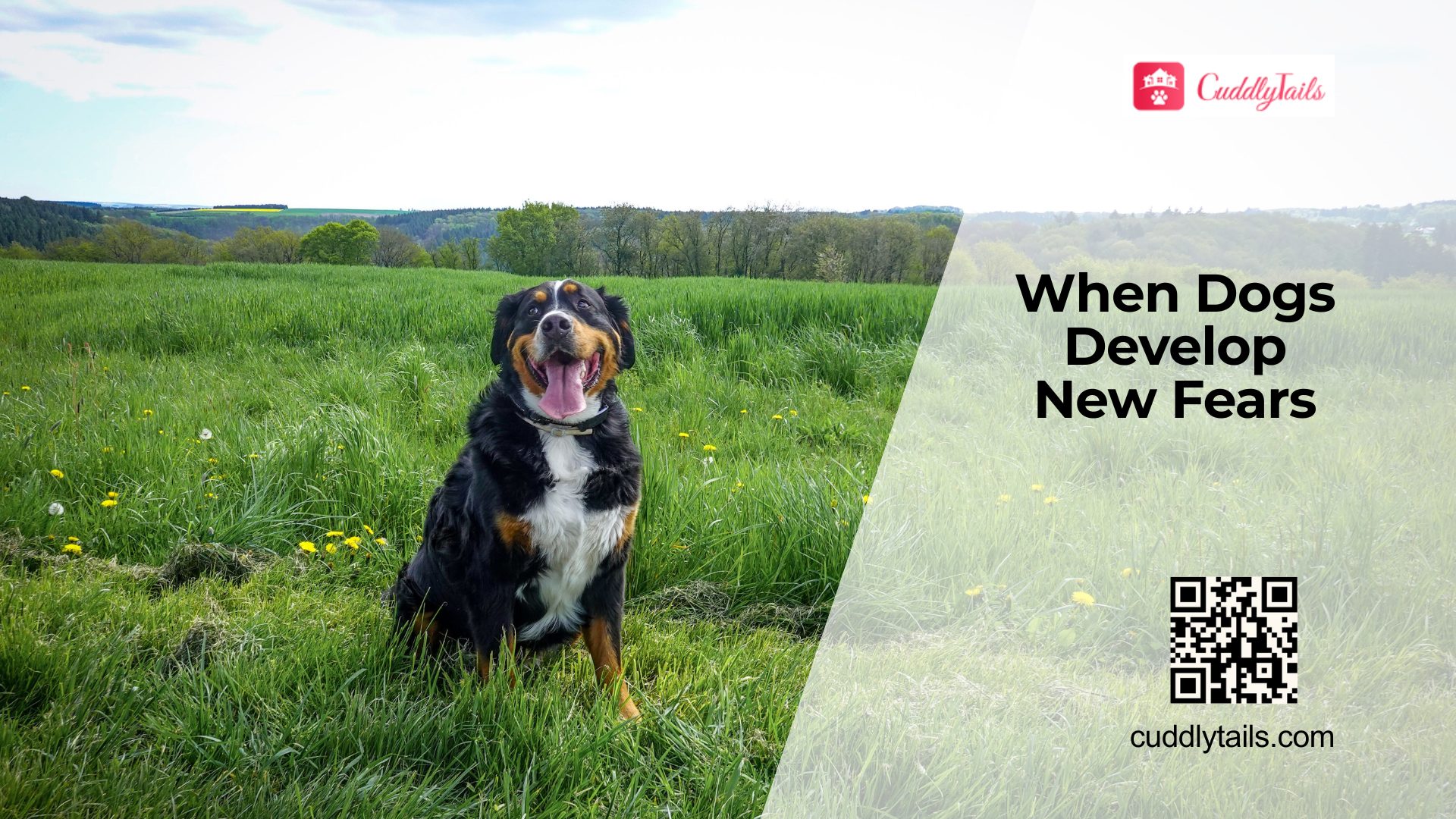 Why Do Dogs Suddenly Become Fearful?