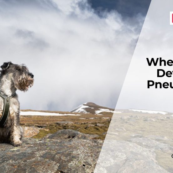 Signs Your Dog Has Pneumonia
