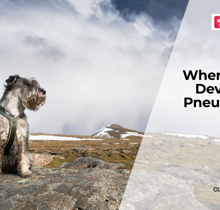 Signs Your Dog Has Pneumonia