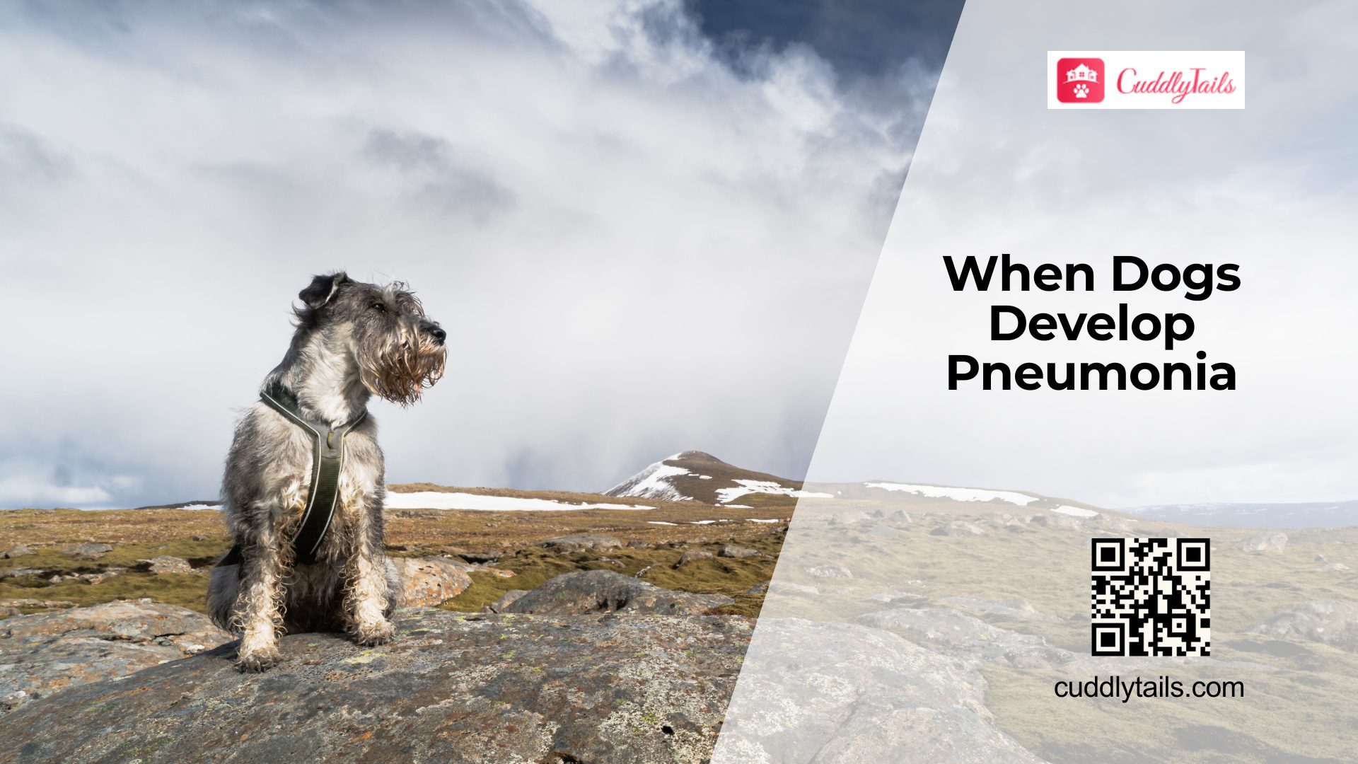 Signs Your Dog Has Pneumonia