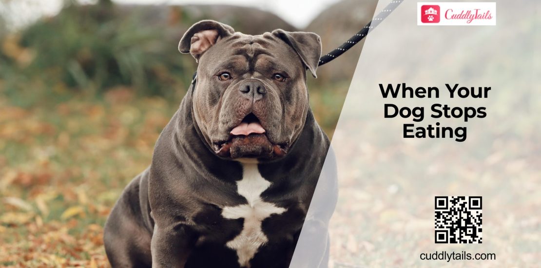 Why Dogs Suddenly Stop Eating
