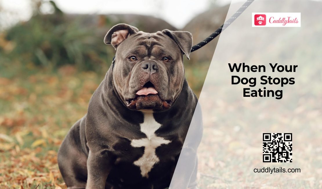 Why Dogs Suddenly Stop Eating