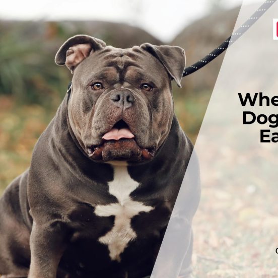 Why Dogs Suddenly Stop Eating