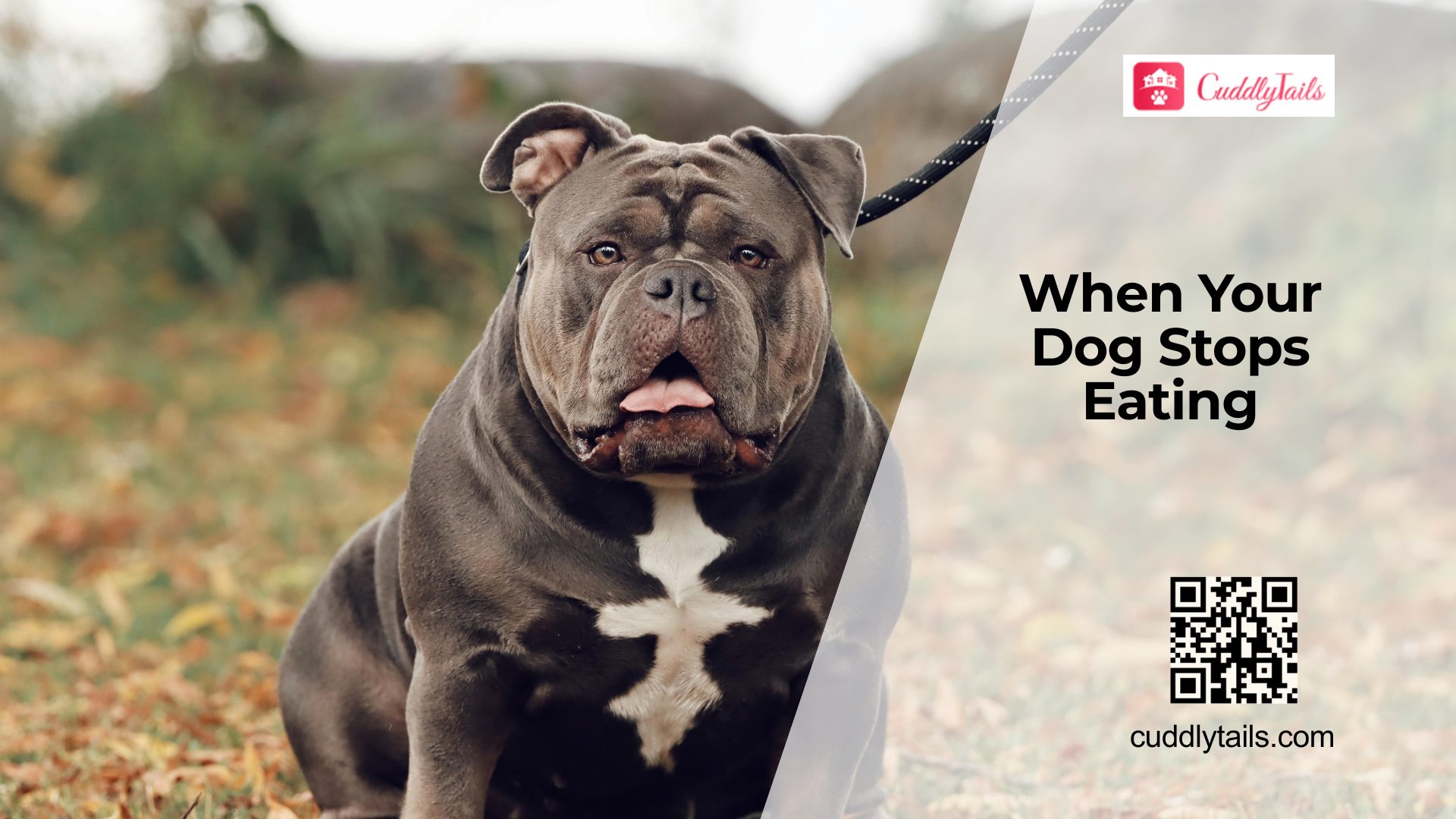 Why Dogs Suddenly Stop Eating
