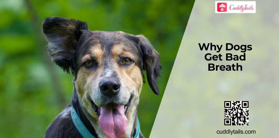 What Causes Bad Breath in Dogs