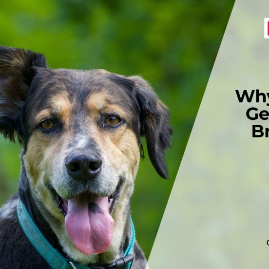 What Causes Bad Breath in Dogs