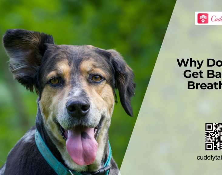 What Causes Bad Breath in Dogs
