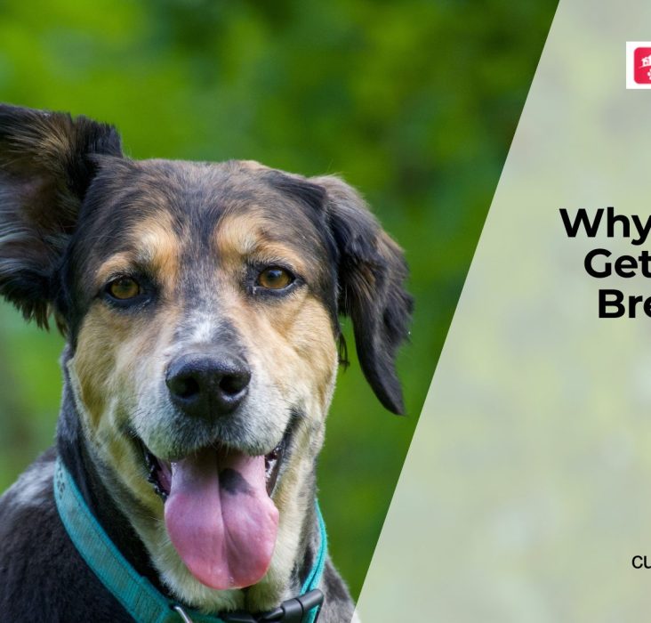 What Causes Bad Breath in Dogs
