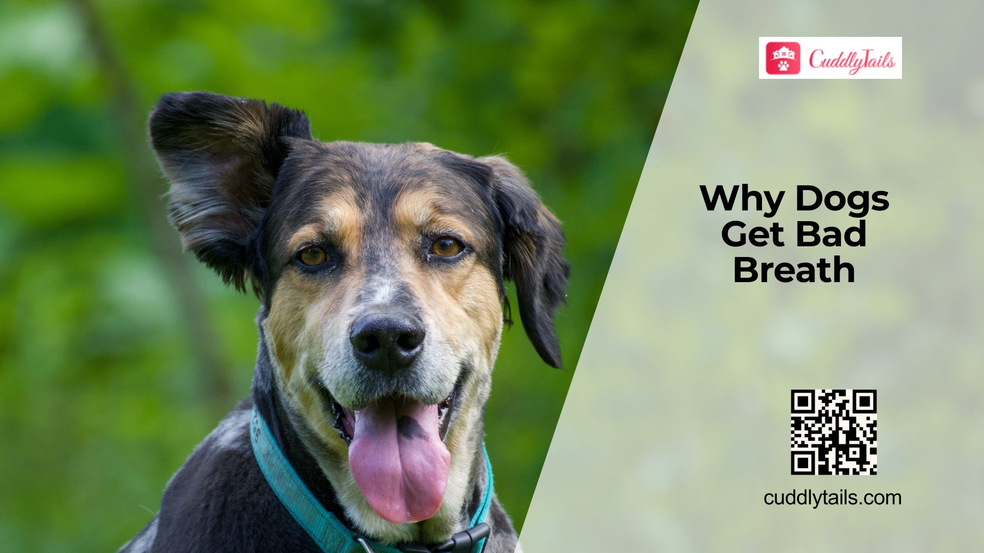 What Causes Bad Breath in Dogs