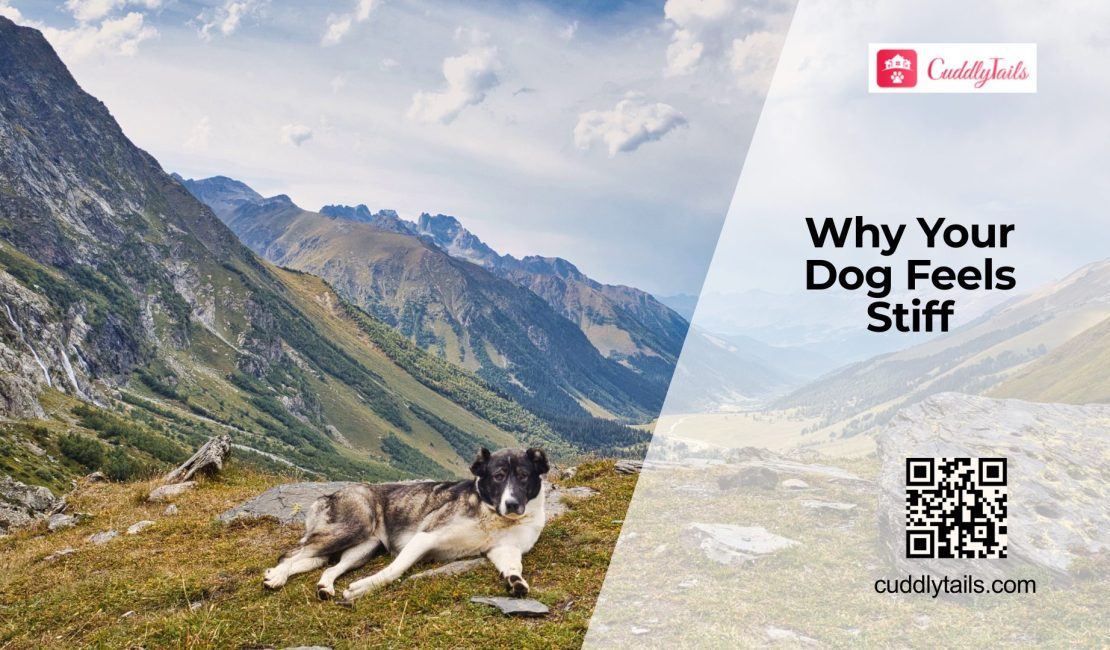 Why Dogs Develop Joint Stiffness