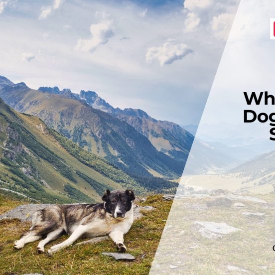 Why Dogs Develop Joint Stiffness