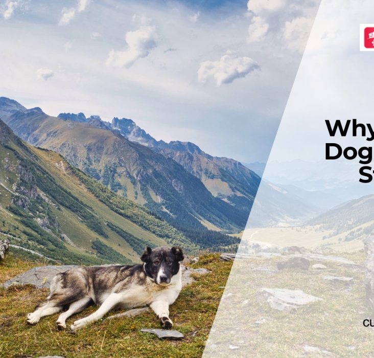 Why Dogs Develop Joint Stiffness