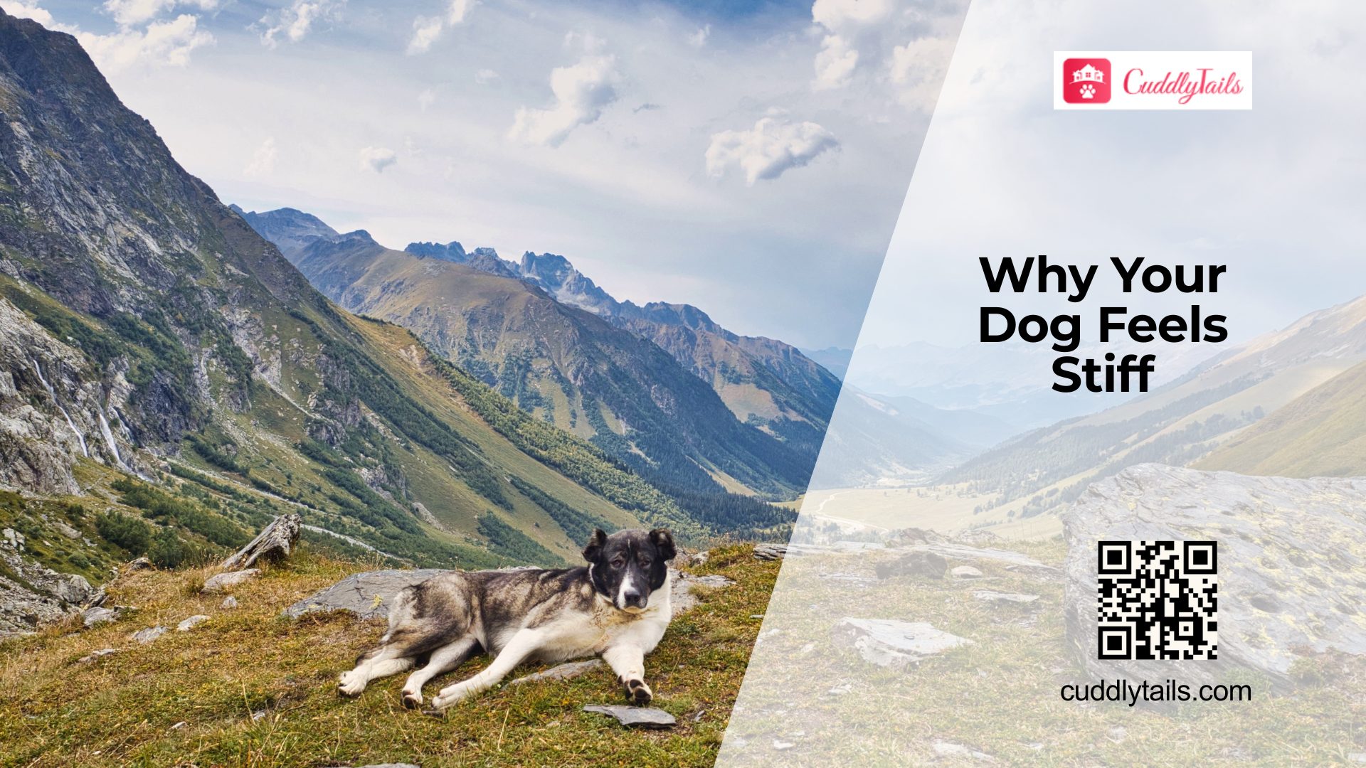 Why Dogs Develop Joint Stiffness