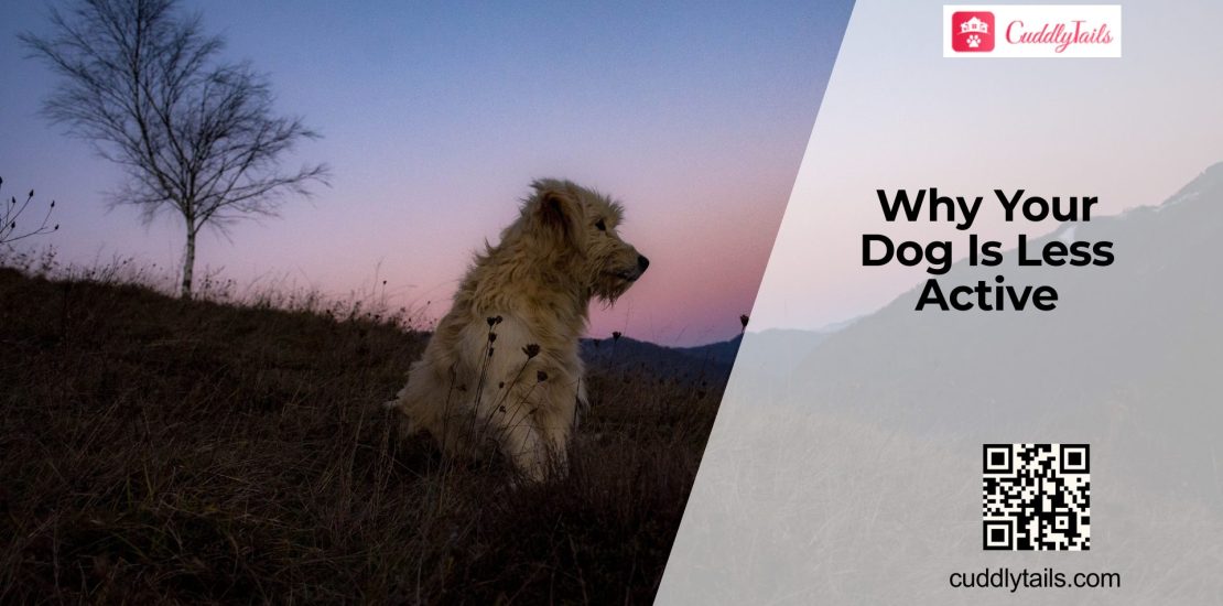 Why Dogs Become Less Active