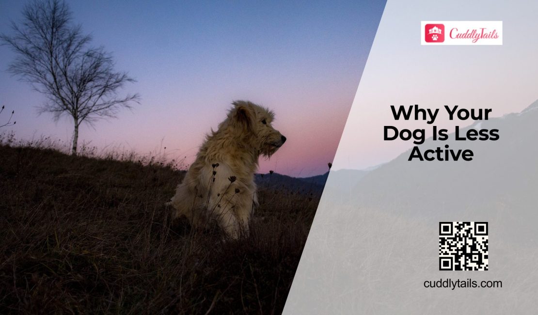 Why Dogs Become Less Active