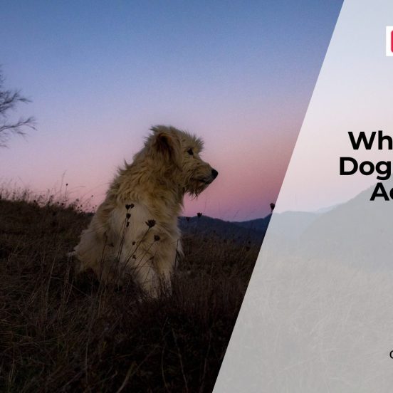 Why Dogs Become Less Active
