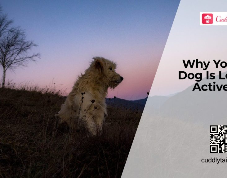 Why Dogs Become Less Active