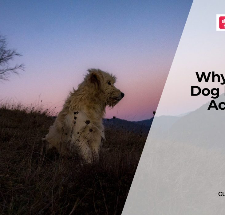 Why Dogs Become Less Active