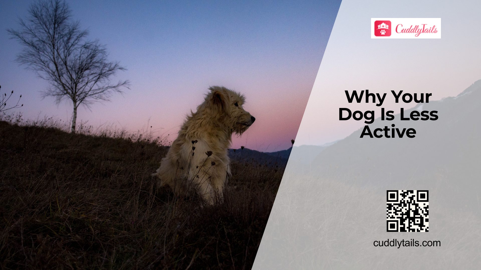 Why Dogs Become Less Active