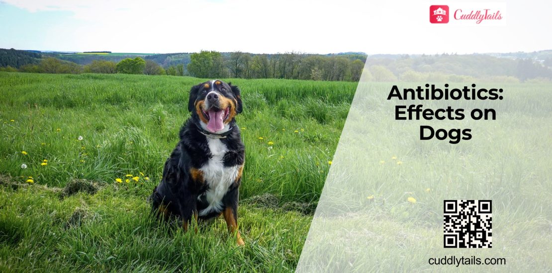 How Antibiotics Affect Dog Gut Health