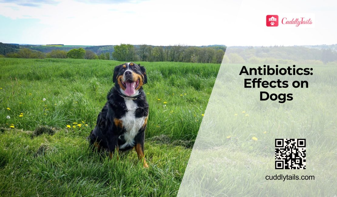 How Antibiotics Affect Dog Gut Health