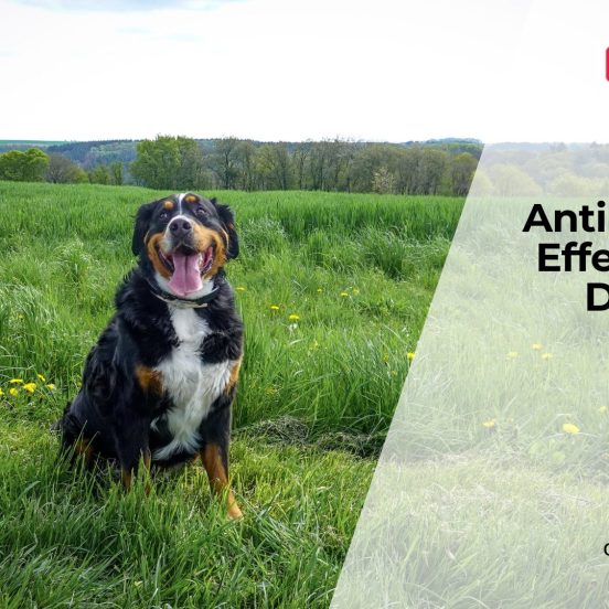 How Antibiotics Affect Dog Gut Health