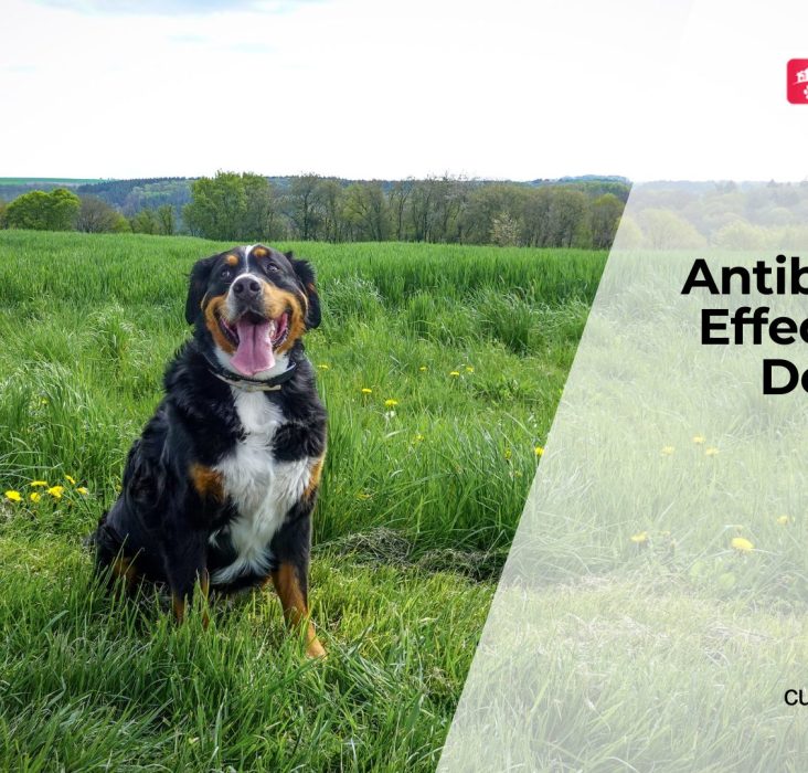 How Antibiotics Affect Dog Gut Health