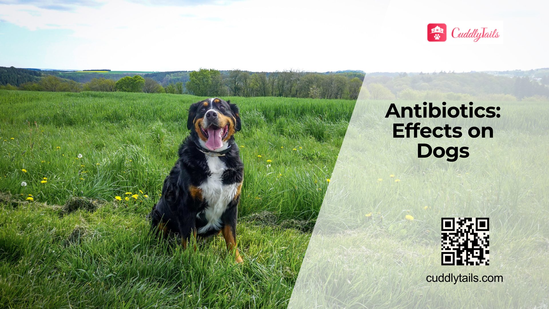 How Antibiotics Affect Dog Gut Health