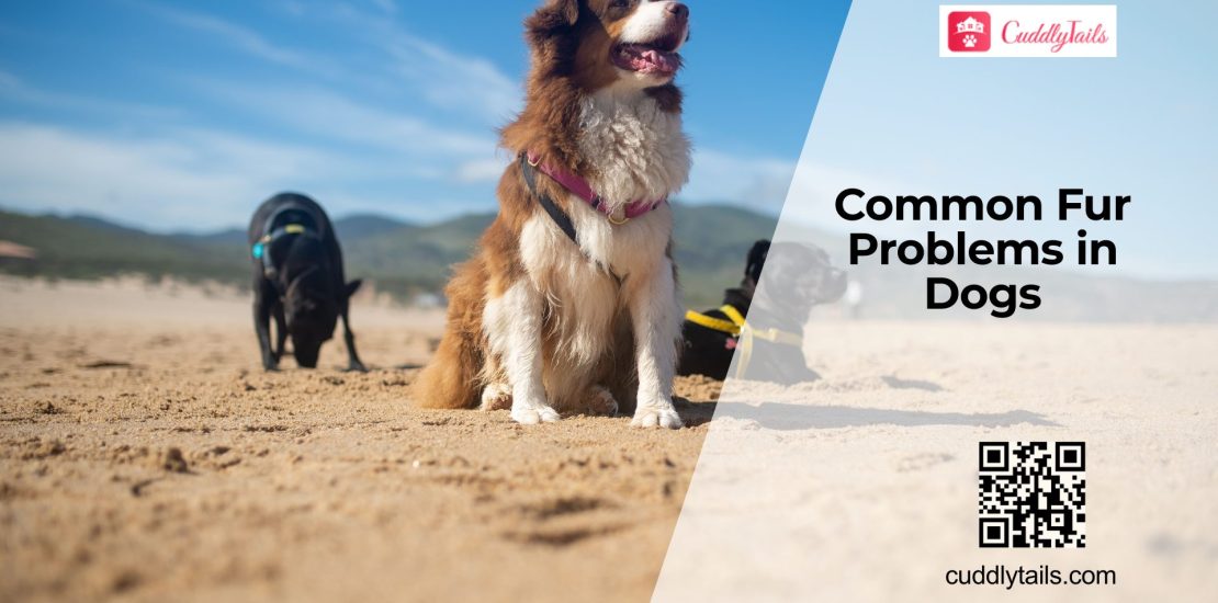 Common Coat Problems in Dogs
