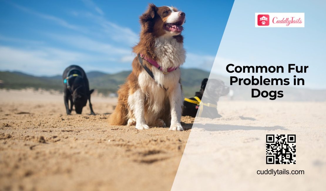 Common Coat Problems in Dogs