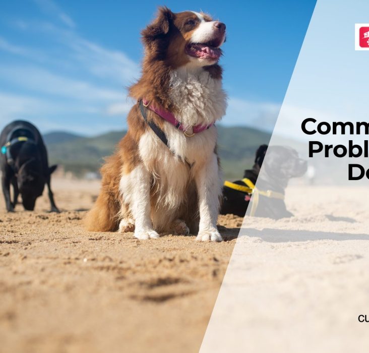 Common Coat Problems in Dogs