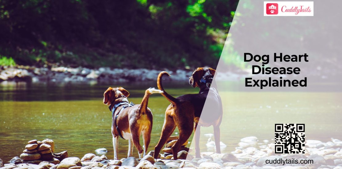Why Dogs Develop Heart Conditions