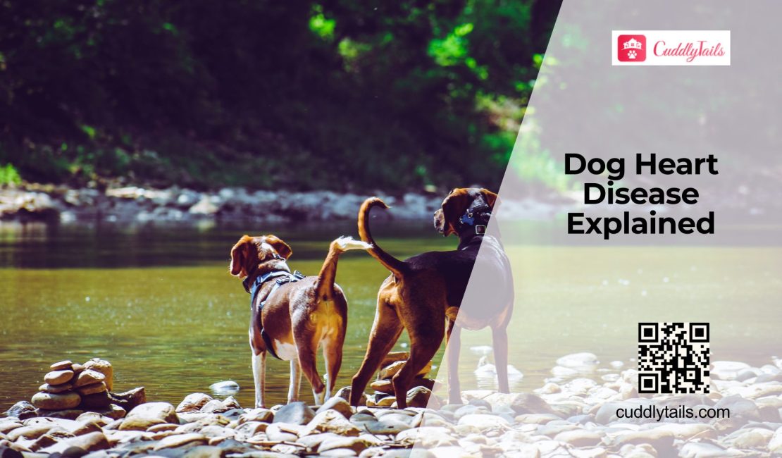 Why Dogs Develop Heart Conditions