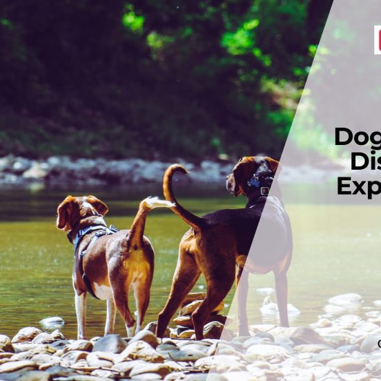 Why Dogs Develop Heart Conditions