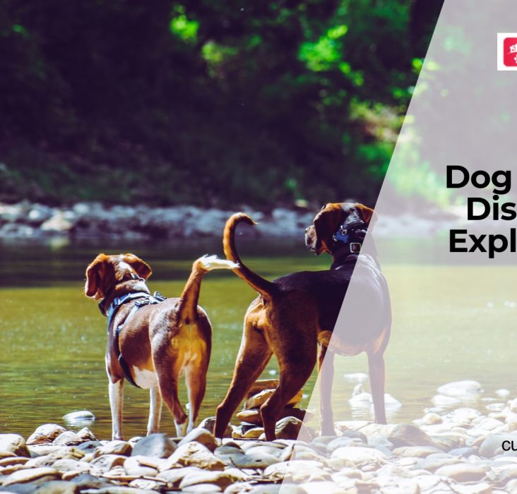 Why Dogs Develop Heart Conditions