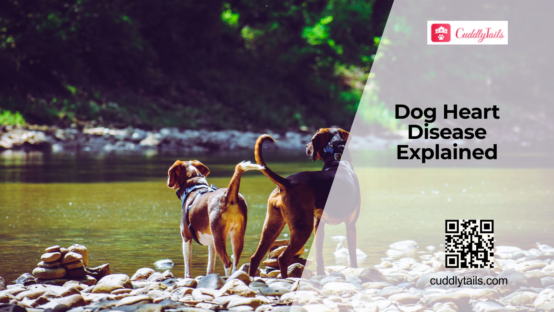 Why Dogs Develop Heart Conditions