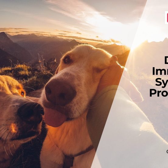 How a Weak Immune System Affects Dogs